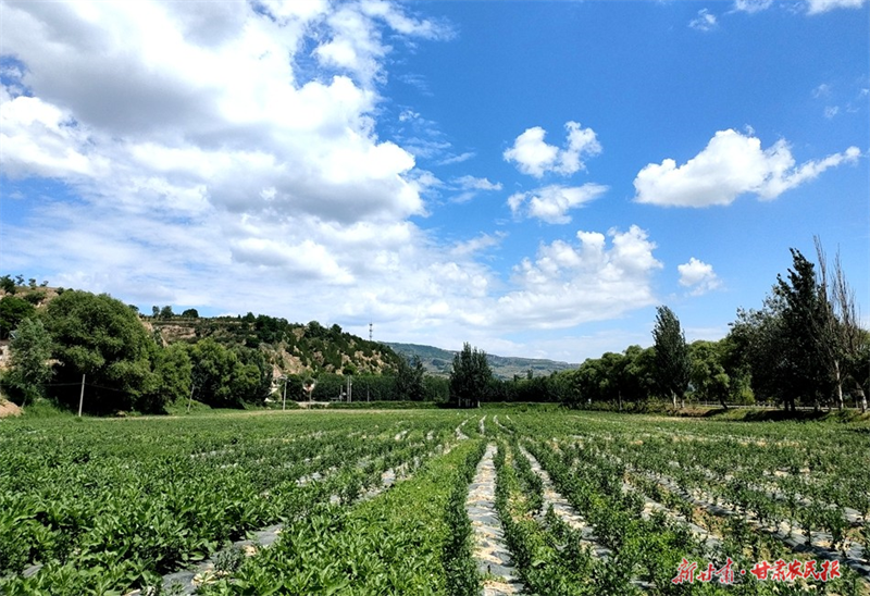 麦积区石佛镇：党建引领促发展 七月菊铸富民路