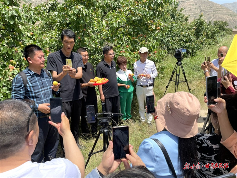 麦积区开展振兴乡村经济 &ldquo;杏&rdquo;好有你快手助农活动