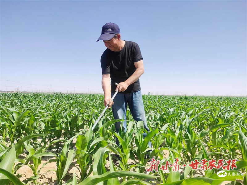 民勤：土地喝上&ldquo;计划&rdquo;水