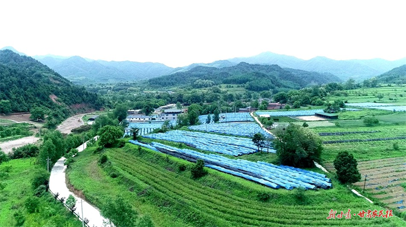 麦积区麦积镇：特色产业拓宽百姓致富路