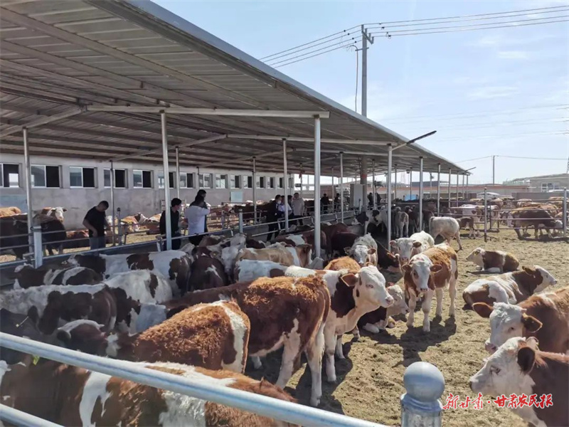 肃州：&ldquo;赶&rdquo;着牛羊&ldquo;奔&rdquo;小康 &ldquo;畜&rdquo;势待发&ldquo;育&rdquo;新机