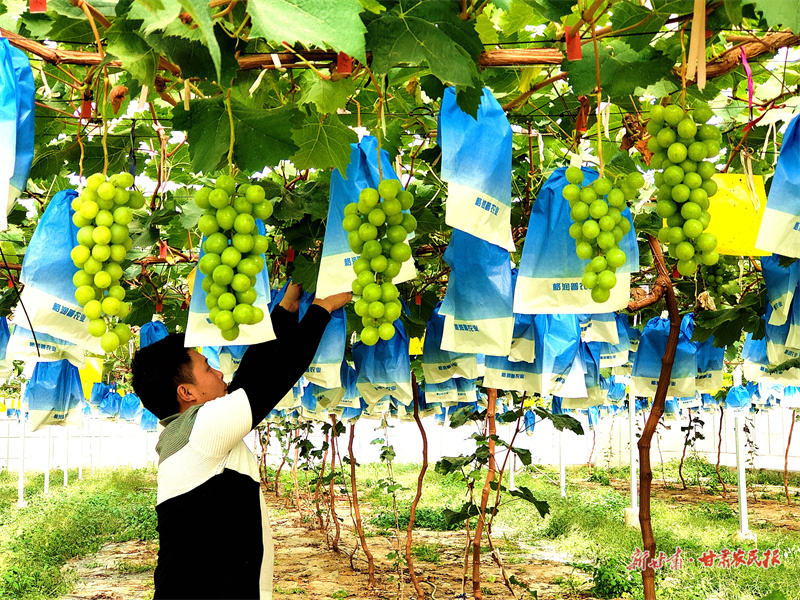 秦州区天水镇：&ldquo;＋人才&rdquo;模式 成为乡村人才培育新路子