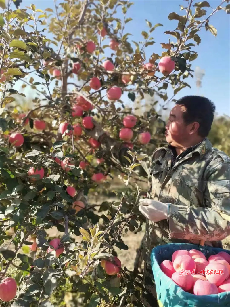 肃州区：林果飘香描绘丰收景