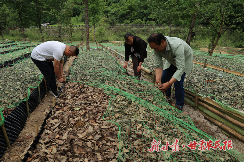 李辉：好天麻，育出来