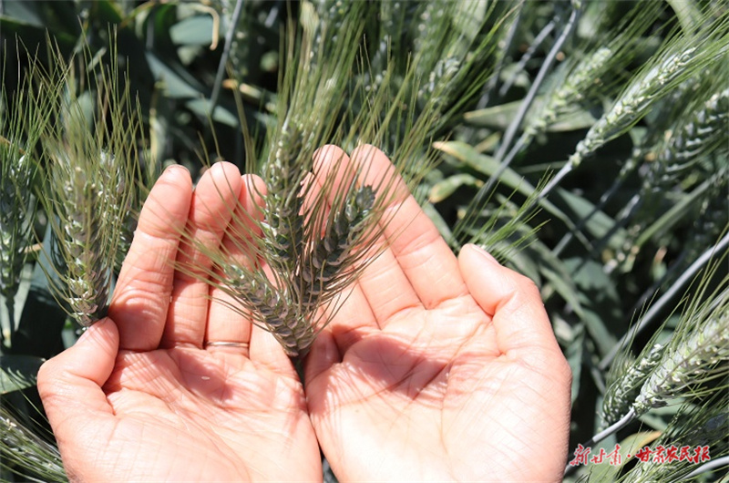 肃州区：&ldquo;三夏&rdquo;生产有序开展