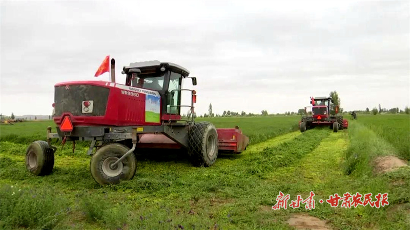金塔：小草衍生大产业