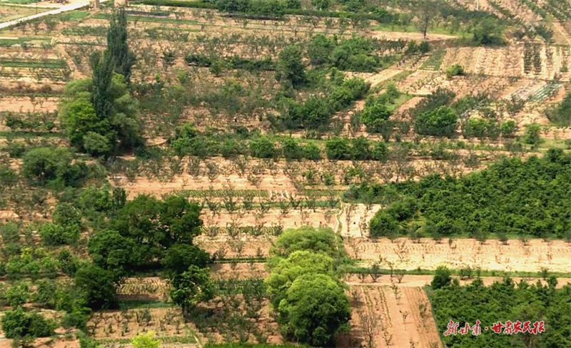 麦积区琥珀镇：小小花椒树结出&ldquo;致富果&rdquo;