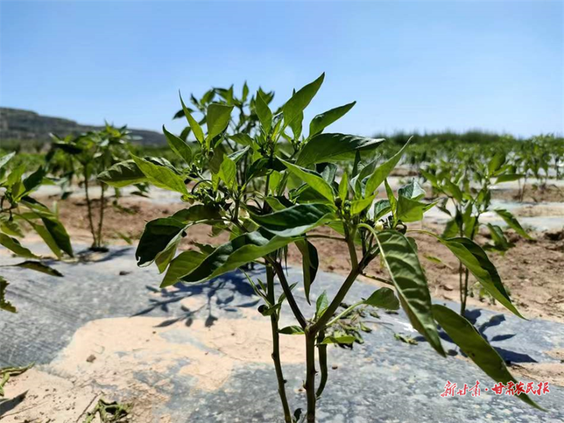 麦积区中滩镇：&ldquo;园镇共建&rdquo;新模式 荒地变身致富田