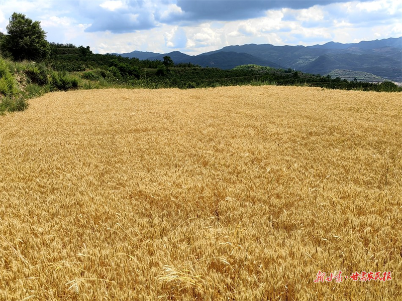 丰收啦！麦积区麦积镇街亭村小麦收割忙