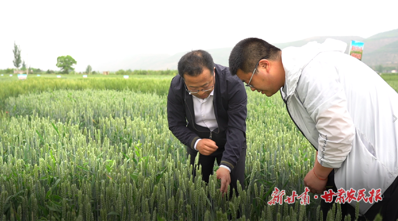 躬耕田地心不悔 矢志不渝农技情&mdash;&mdash;记静宁县农业技术推广中心主任杨富位