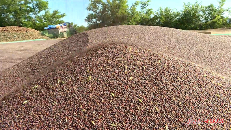 秦州区13.8万亩冬油菜籽喜获丰收