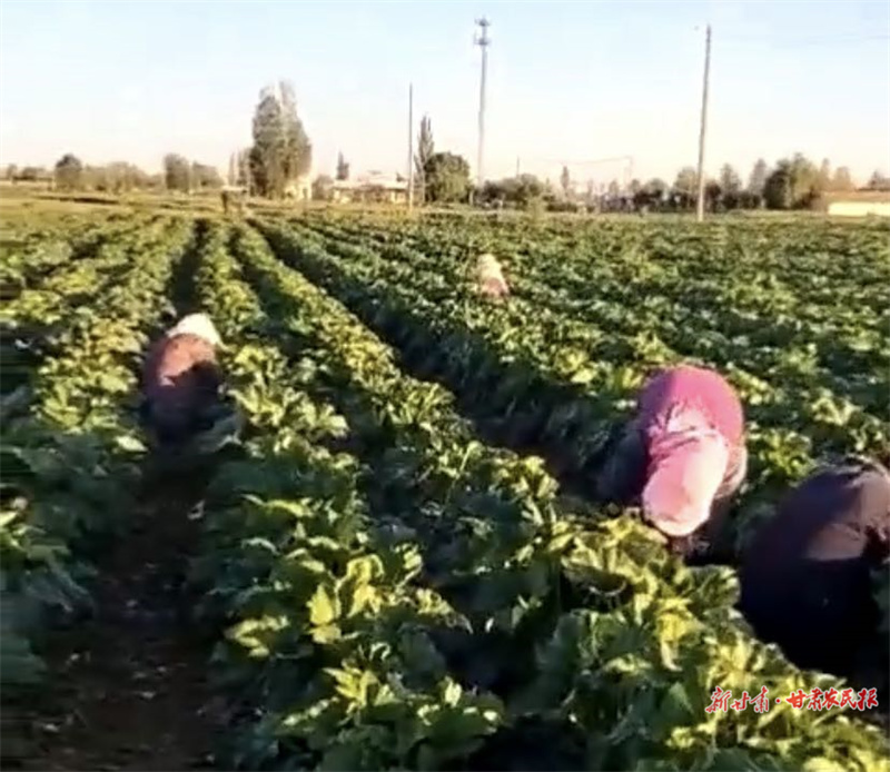 肃州区：制种花开季 &ldquo;蜜蜂&rdquo;授粉忙