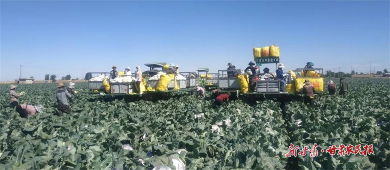 民勤县蔡旗镇：露地蔬菜喜丰收