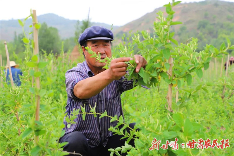临夏市南龙镇：金银花开迎丰收