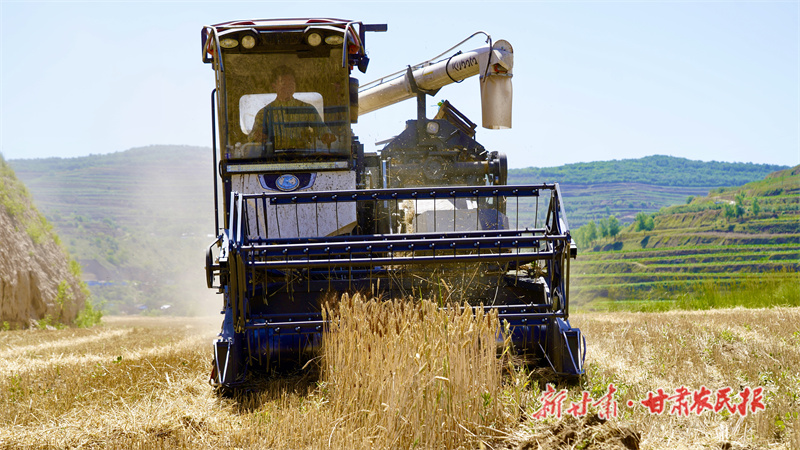 静宁县：流转土地种小麦 喜获丰收农民乐