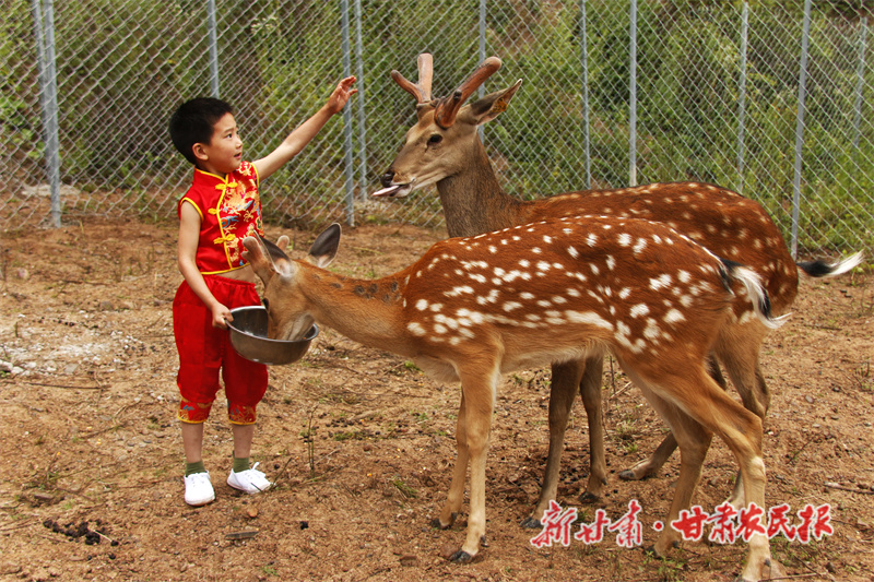 梅花鹿观光康养基地