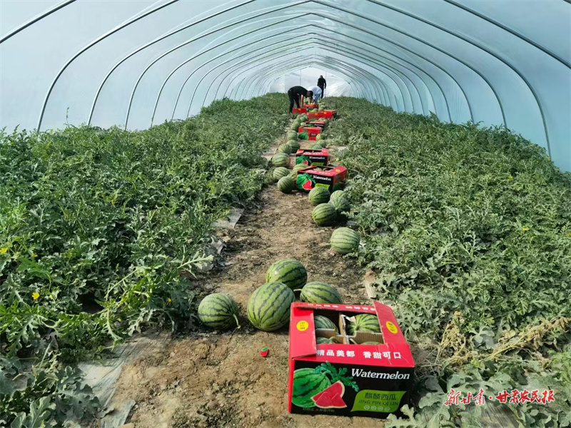 肃州：瓜菜飘香产业兴