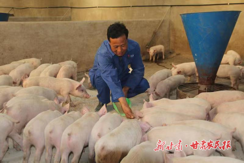 杨抗战的养猪致富经