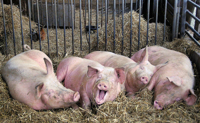 夏季养猪如何安全防暑