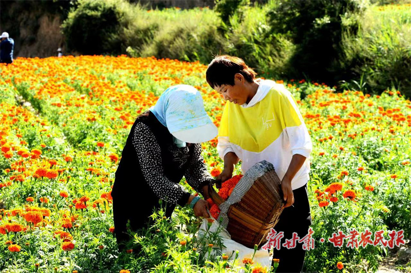 万寿菊迎来收获时节