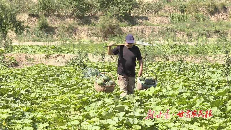 静宁：&ldquo;板栗南瓜&rdquo;成农民增收&ldquo;金疙瘩&rdquo;