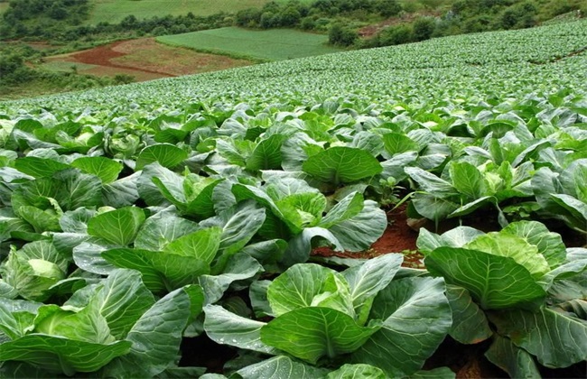 高温强光又多雨 蔬菜生产&ldquo;障碍&rdquo;多