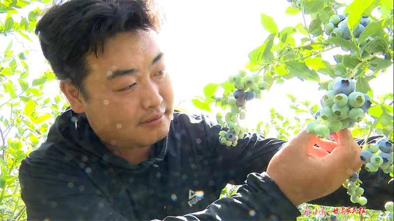 ​蓝莓落户秦州 结出致富金果