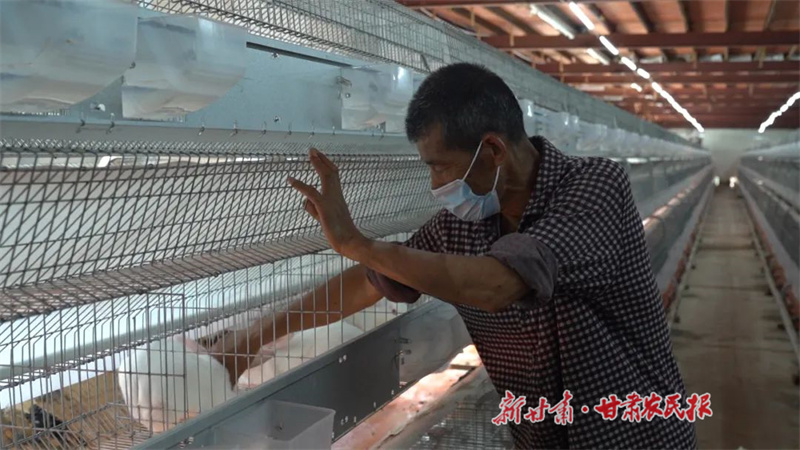 肉兔养殖&ldquo;蹦&rdquo;出致富路