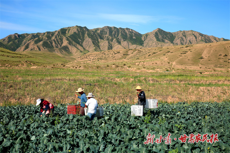 高原夏菜种植基地