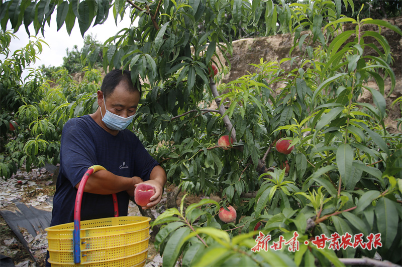 秦安蜜桃熟了
