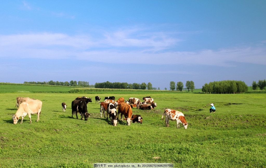 牛羊主食是&ldquo;草&rdquo; 不能只吃精料