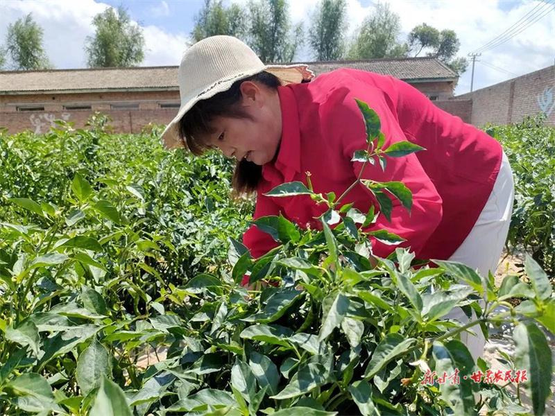 麦积区石佛镇张坪村：辣椒绿了 日子&ldquo;红&rdquo;了