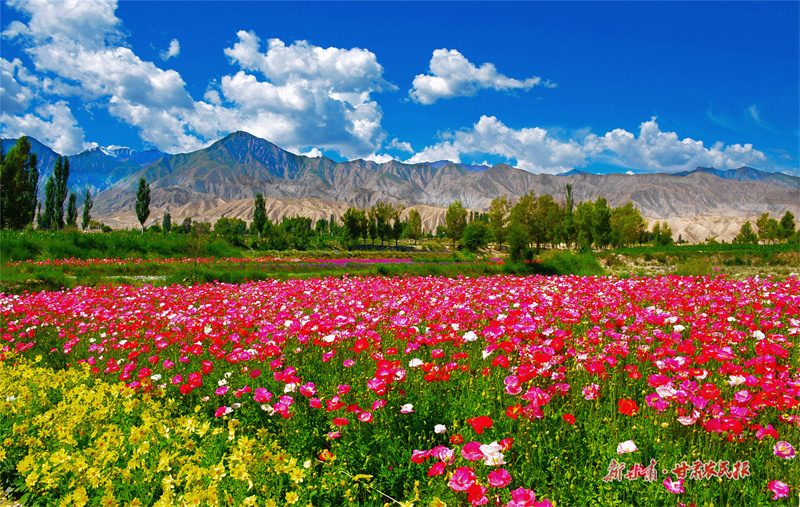 【乡村振兴看肃州】让我们一起来见证，肃州种子的力量！