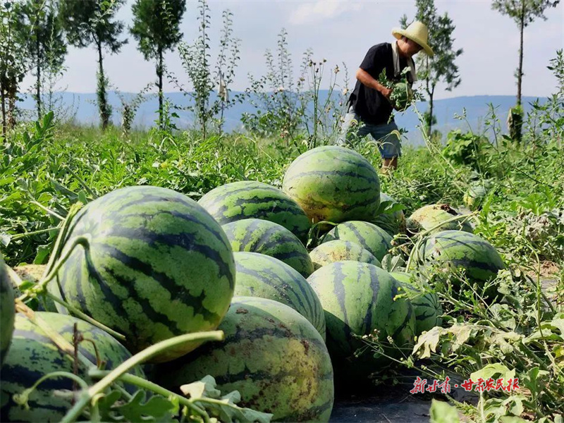 麦积区花牛镇： 林下生&ldquo;金&rdquo; 种瓜致富