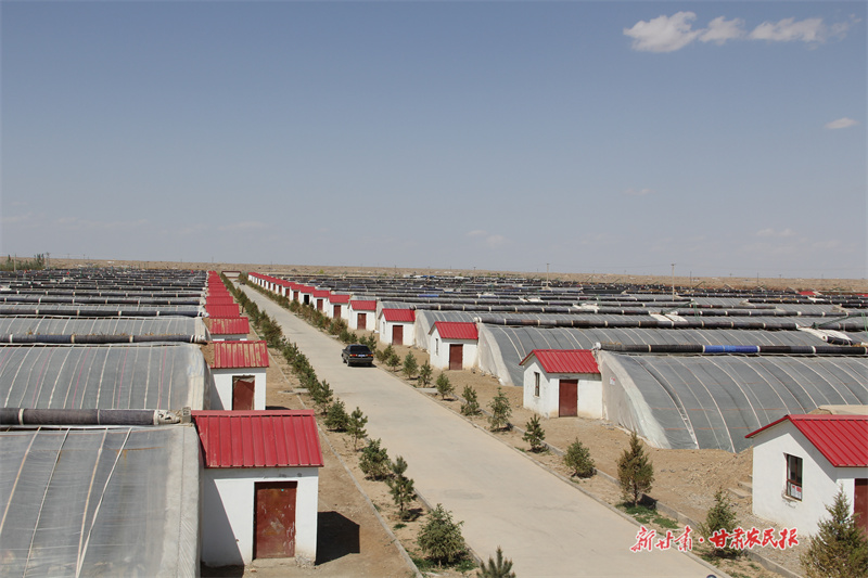 【喜迎二十大 发展看肃州】乡村振兴风帆劲 绘就发展新图景