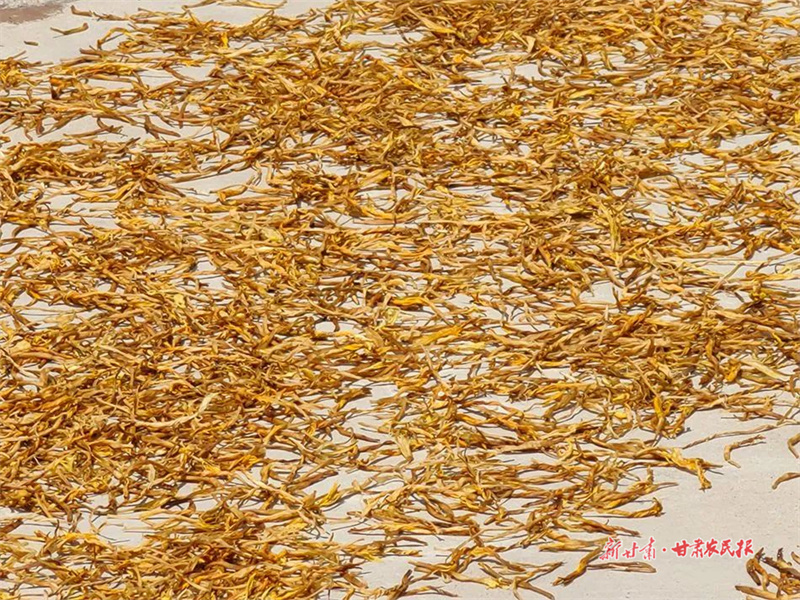 麦积区利桥镇百花村： 小小黄花菜铺出致富&ldquo;黄金路&rdquo;