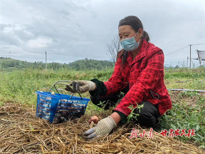 和政县：赤松茸鼓起&ldquo;钱袋子&rdquo;