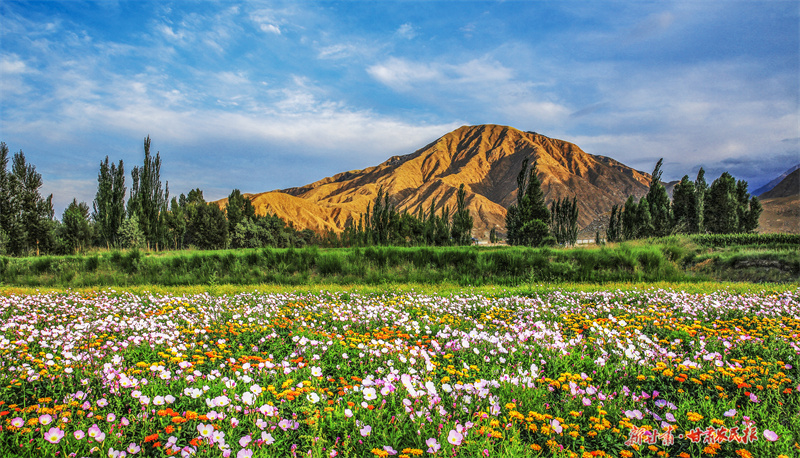 做强农业&ldquo;芯&rdquo; 端稳粮食&ldquo;碗&rdquo; &mdash;&mdash;肃州区加快从种业大区向种业强区迈进