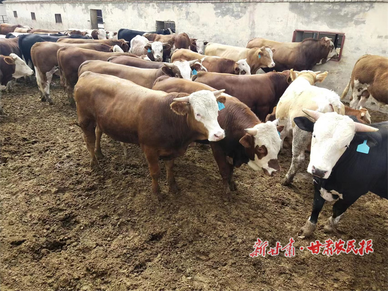 周建平：养殖路上的&ldquo;新农人&rdquo;