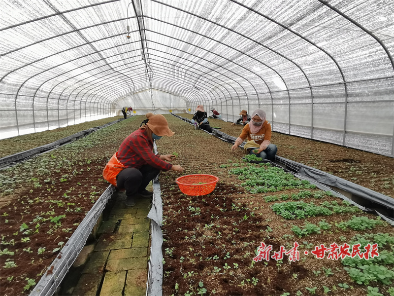 李进福：让&ldquo;土豆&rdquo;走&ldquo;洋路&rdquo;