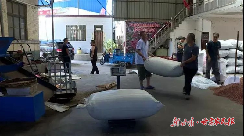 麦积区：大力发展花椒特色产业 奏响乡村振兴&ldquo;椒&rdquo;响曲