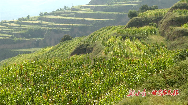 麦积区渭南镇：玉米大豆&ldquo;做邻居&rdquo; 一分耕耘两份收获