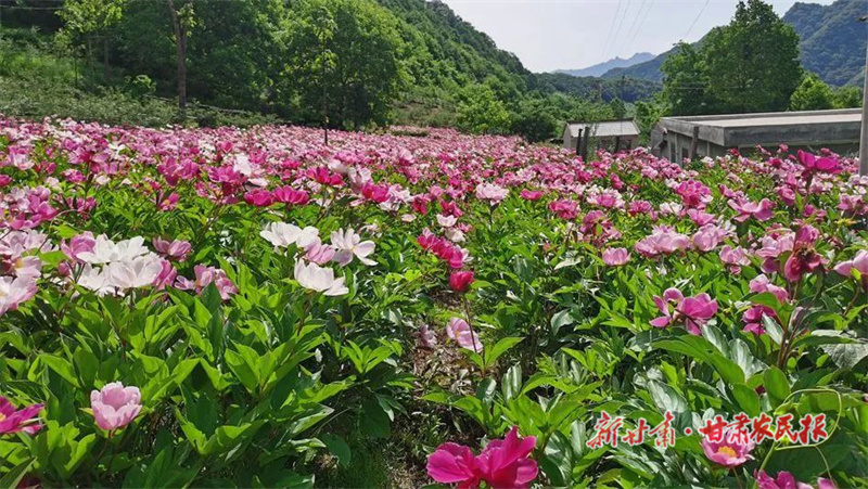 打出产业组合拳 走出发展新路子&mdash;&mdash;天水市麦积区东岔镇桃花坪村产业发展扫描