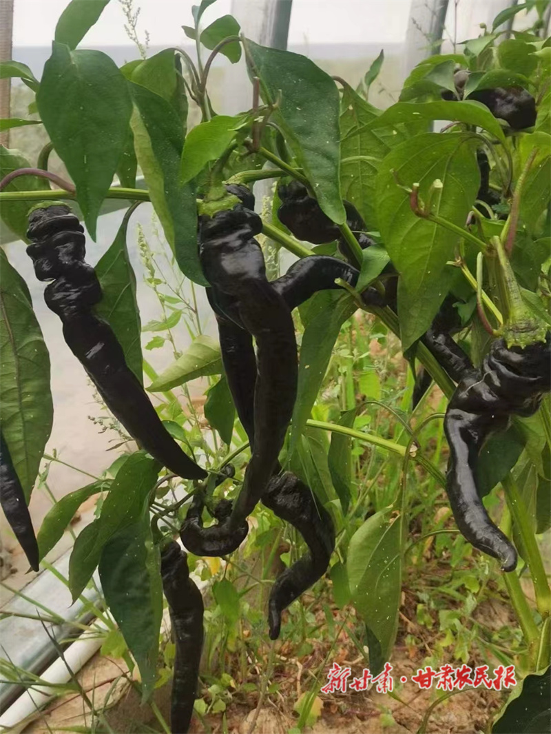 崇信：小辣椒映红致富路