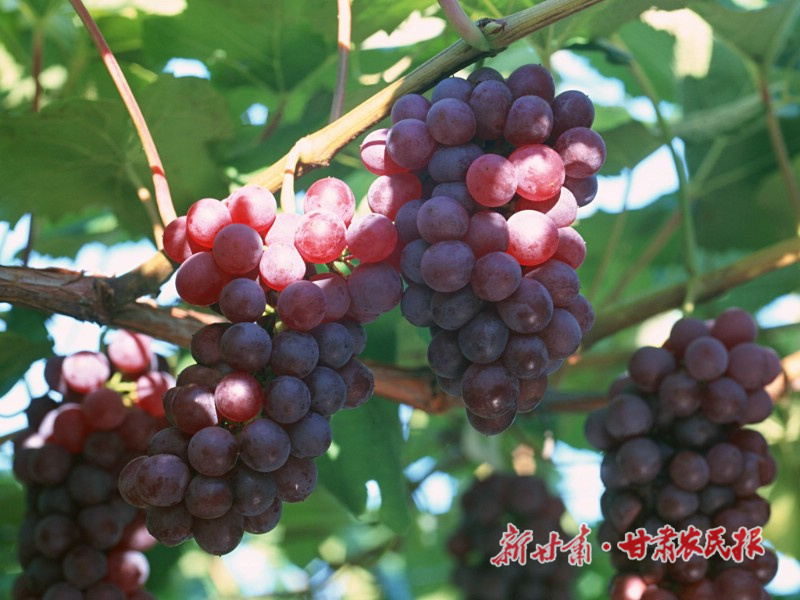 庆城：&ldquo;甜蜜产业&rdquo;助增收