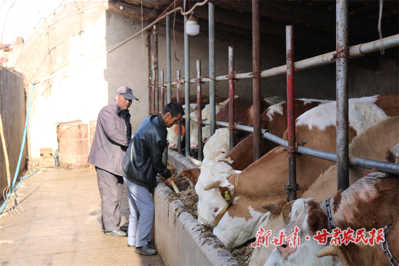临洮：抓好&ldquo;牛&rdquo;产业 过上&ldquo;牛&rdquo;日子