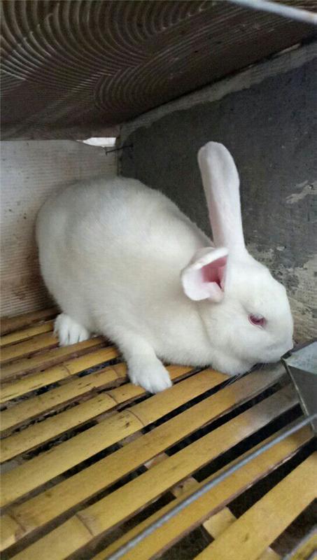 如何防治家兔波氏杆菌病