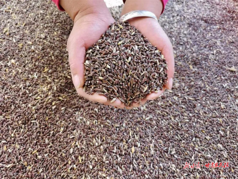 肃州区：黑小麦收获&ldquo;新生活&rdquo;