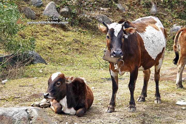 给牛可以喂茶叶吗