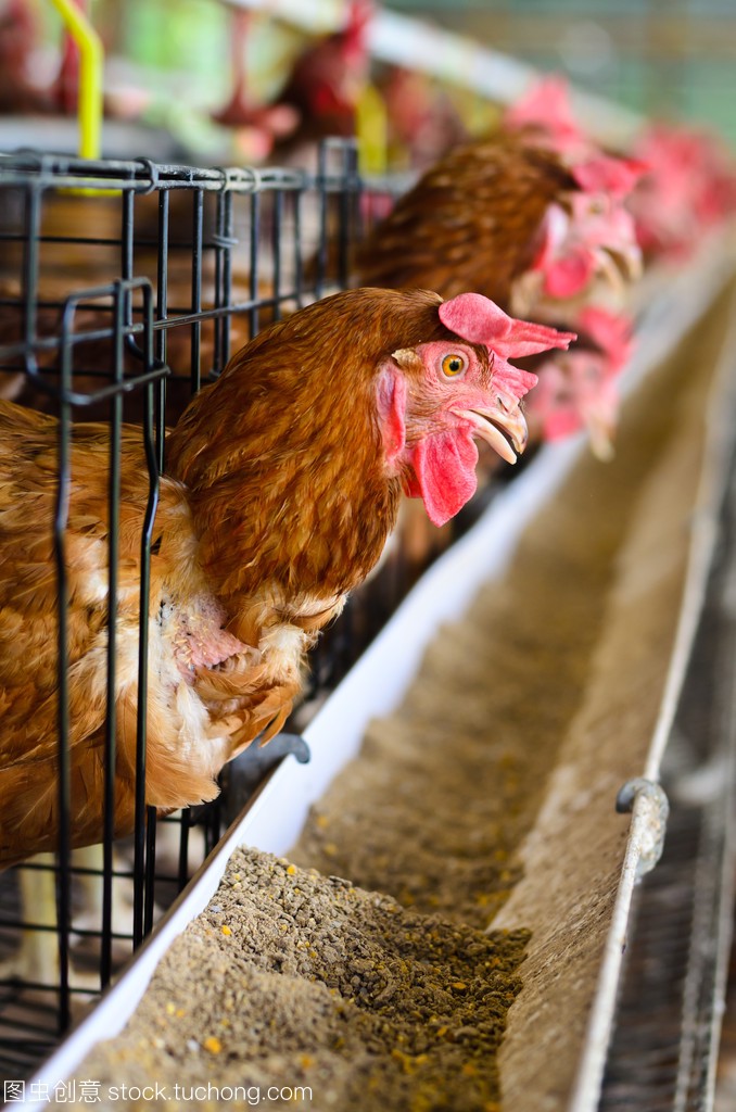 禽病防治&ldquo;四宜四忌&rdquo;